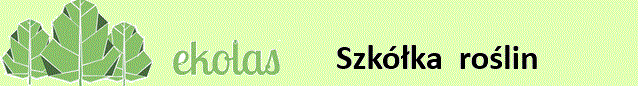 Szkółka roślin
